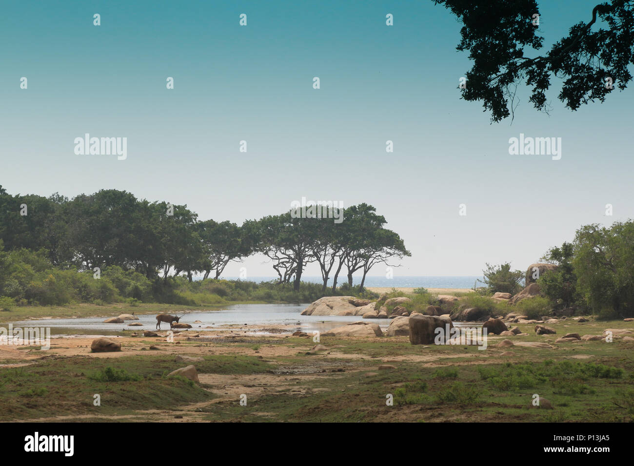 Paysage et vue mer à partir de parc national de Yala au Sri Lanka. Banque D'Images