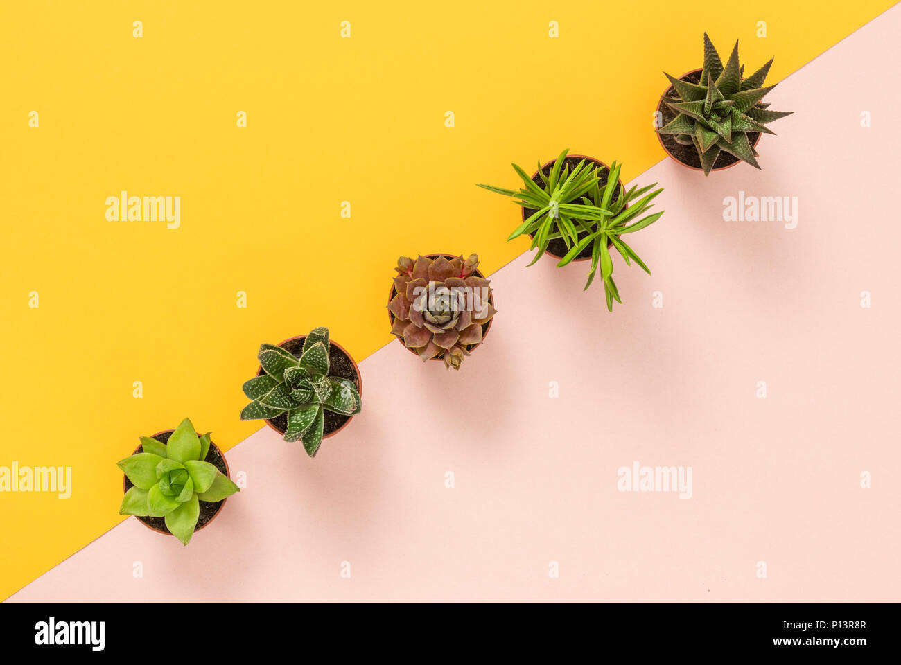 Rangée de plantes succulentes sur fond rose et jaune vif. Banque D'Images