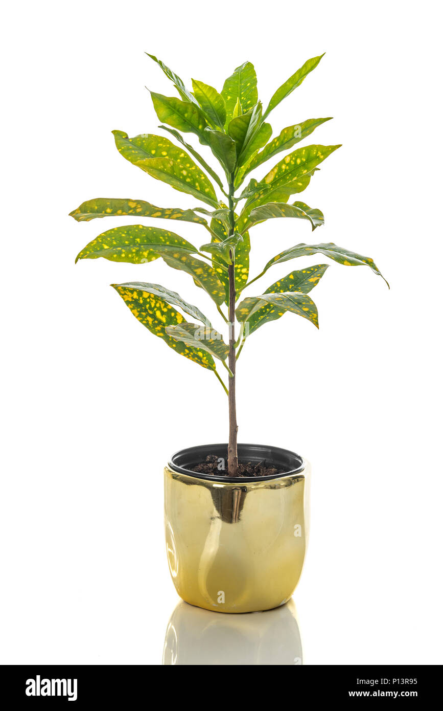 Poussière d'or Croton plante dans un pot d'or, isolé sur fond blanc. Banque D'Images