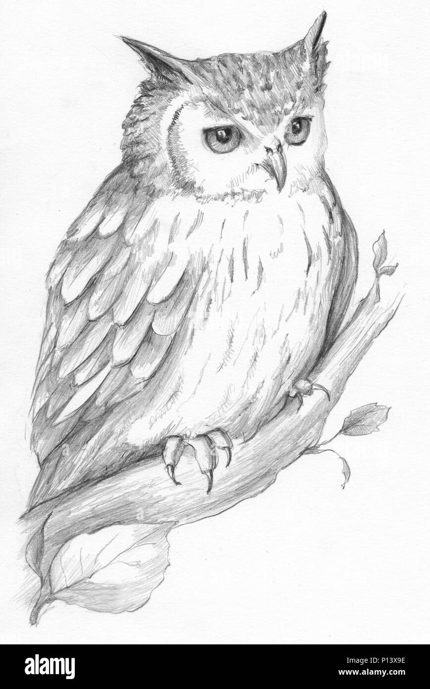 Hibou noir et blanc Graphiques Banque D'Images