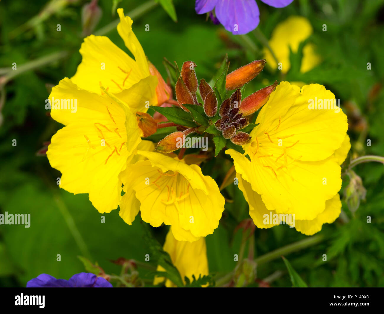 Fleurs jaunes de l'onagre bourgeonnées rouge, Oenothera fruticosa 'Fireworks' Banque D'Images