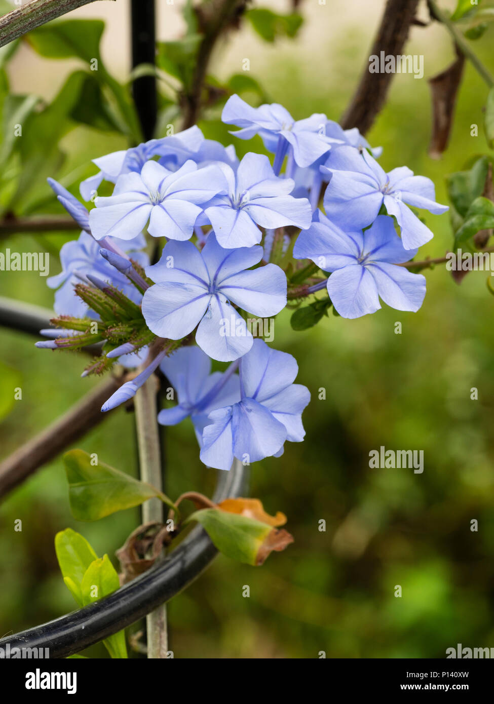 Fleurs bleu pâle de l'offre Cap Plumbago capensis, scrofulaire noueuse, un arbuste de brouillage d'offres Banque D'Images