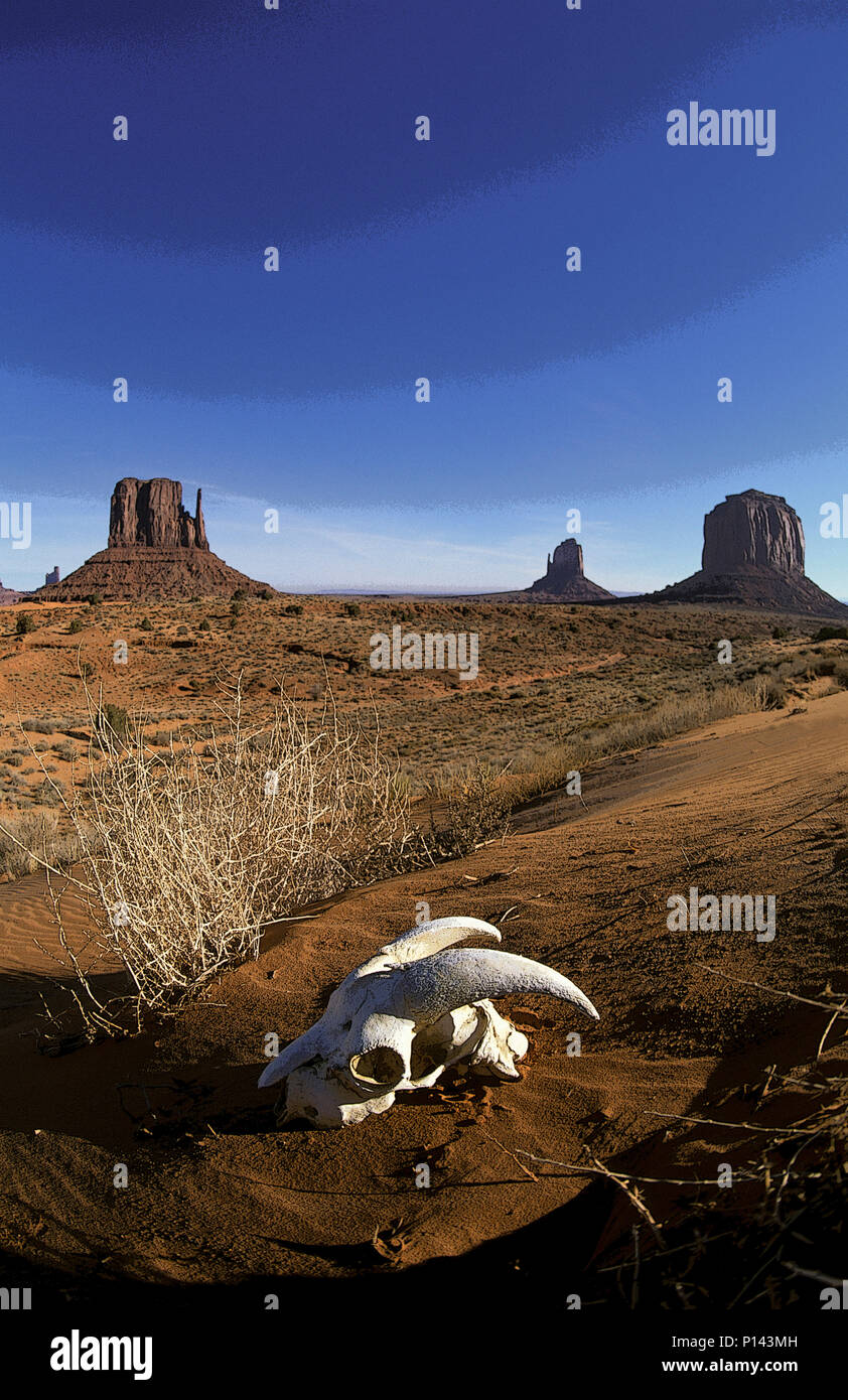 Monument Valley Arizona avec crâne de chèvre au premier plan (un peu rendus dans le PS), USA Banque D'Images
