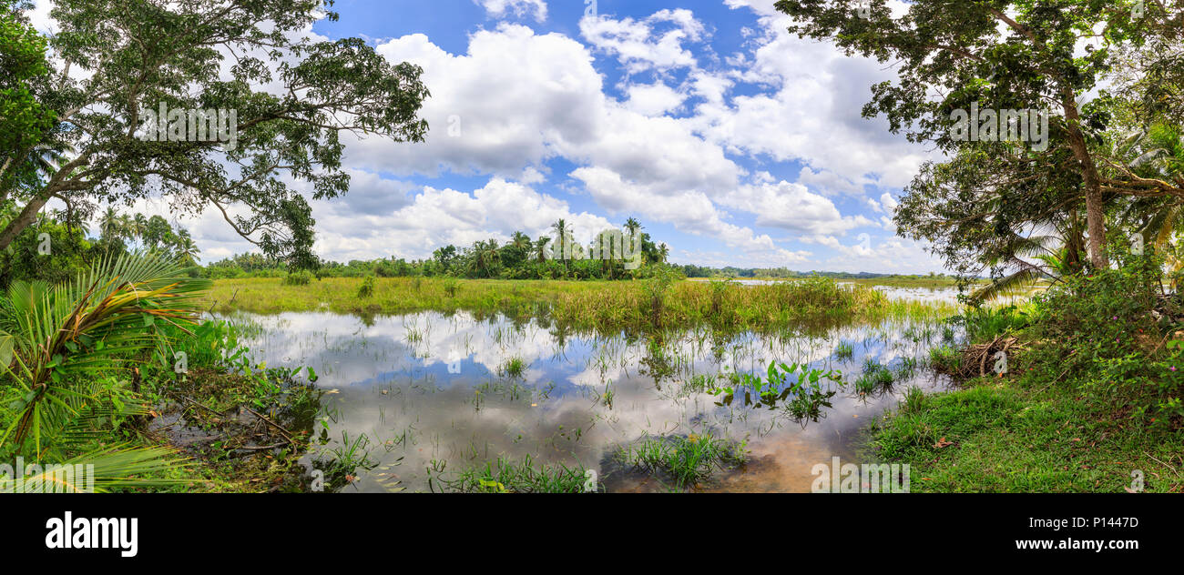 Vue panoramique vue paysage de jardins tropicaux avec des palmiers humides et roselières dans un lac, Horagampita district, près de Galle, Sri Lanka sur une journée ensoleillée Banque D'Images