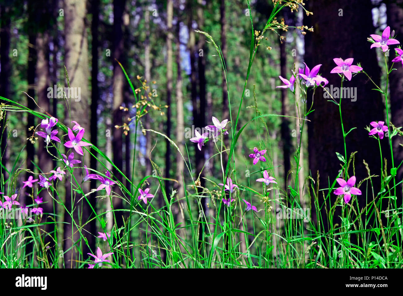 Vue perspective de la masse dans les bois par purple fleurs sauvages et d'herbe verte Banque D'Images