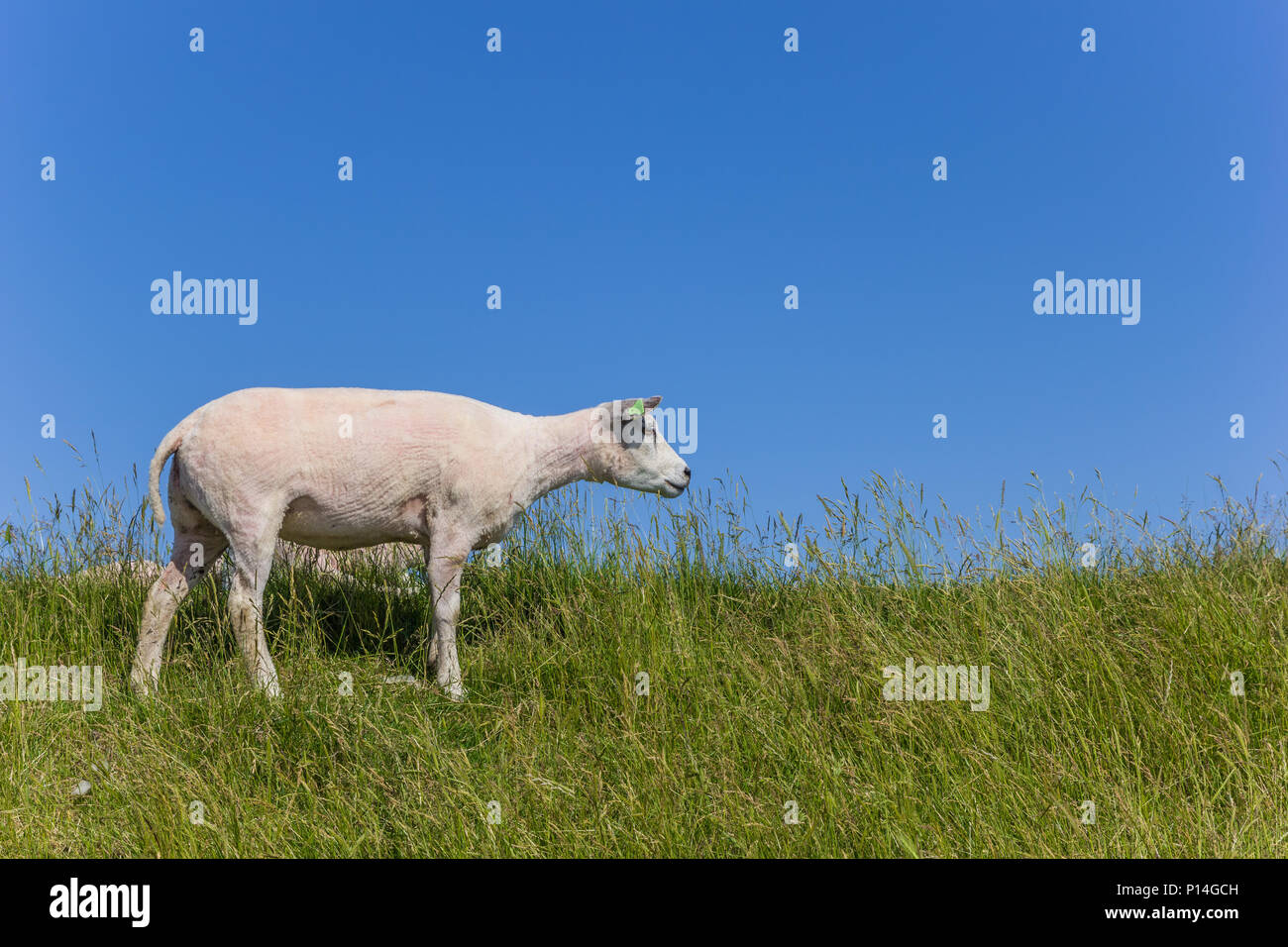 Moutons sur la digue sur l'île de Texel aux Pays-Bas Banque D'Images