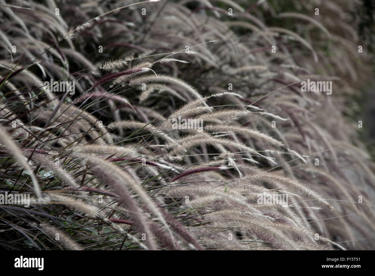 Les herbes douces bordent le chemin du sommet à Castillo Hidalgo à Santiago, Chili. Banque D'Images