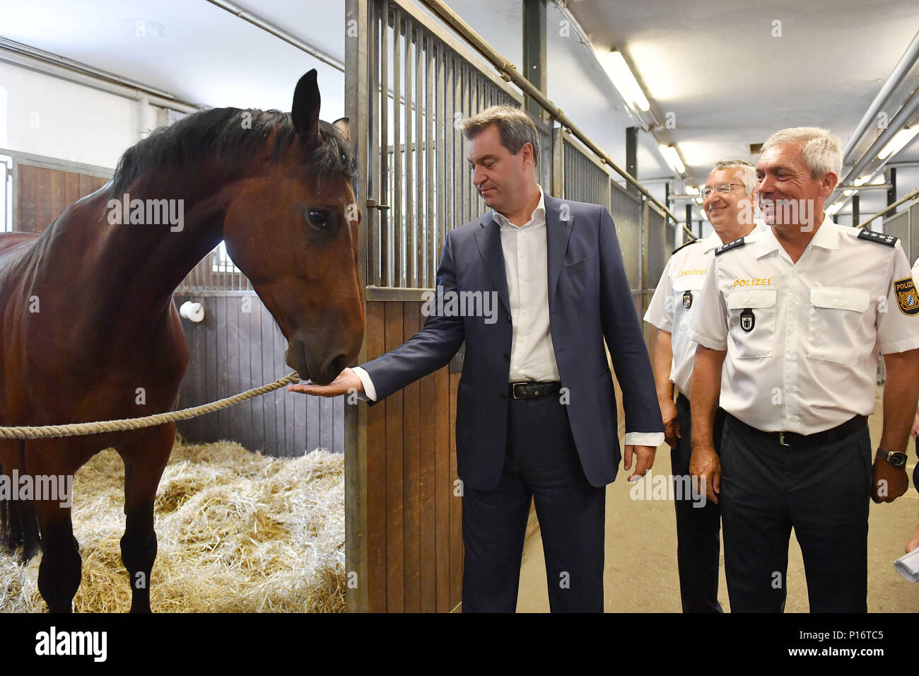 Markus SOEDER (Ministre Président de la Bavière) avec la police l'Orion dans les écuries. Premier ministre Markus Soeder rider visites de la police relais Munich le 11.06.2018. Les coureurs de la police bavaroise s'assurer plus de sécurité dans l'espace public, notamment dans les parcs et jardins. Dans le cadre de sa déclaration, le premier ministre, le Dr Markus Soder pour configurer un relais rider dans chaque ville bavaroise. Dans le cadre d'une visite à l'Reiterstaffel Muenchen Markus Soeder est démontré d'une visite guidée de la zone de service du relais a rider Dienstpferden avec préparation du déploiement. Dans le monde d'utilisation | Banque D'Images