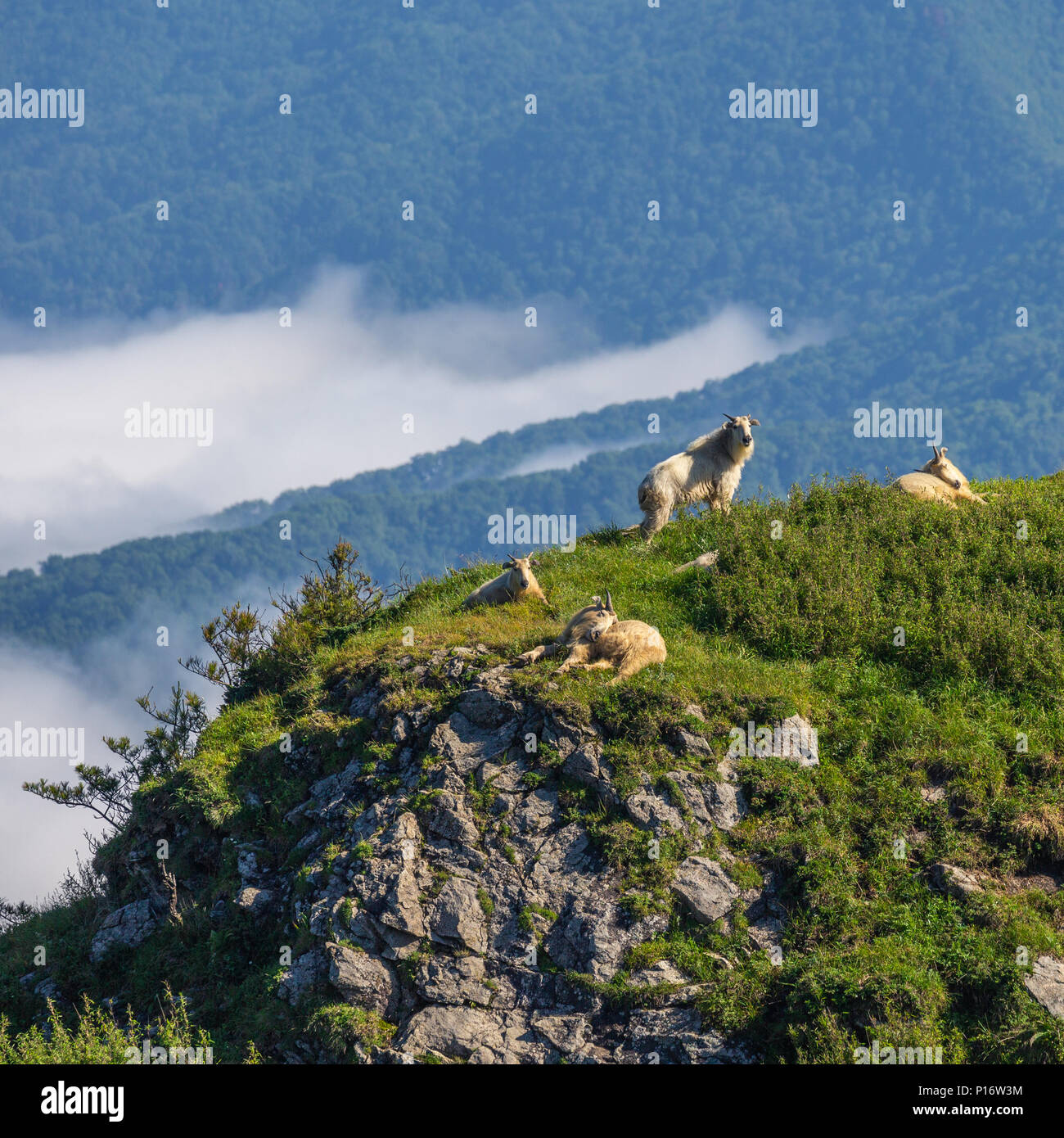 Foping, Province du Shaanxi en Chine. 9 juin, 2018. Takins sont vus en région montagneuse de Foping County, au nord-ouest de la province de Shaanxi en Chine, le 9 juin 2018. Le numéro de l'animal rare takin se lève sous la protection et l'amélioration de l'environnement. Credit : Zhao Jianqiang/Xinhua/Alamy Live News Banque D'Images