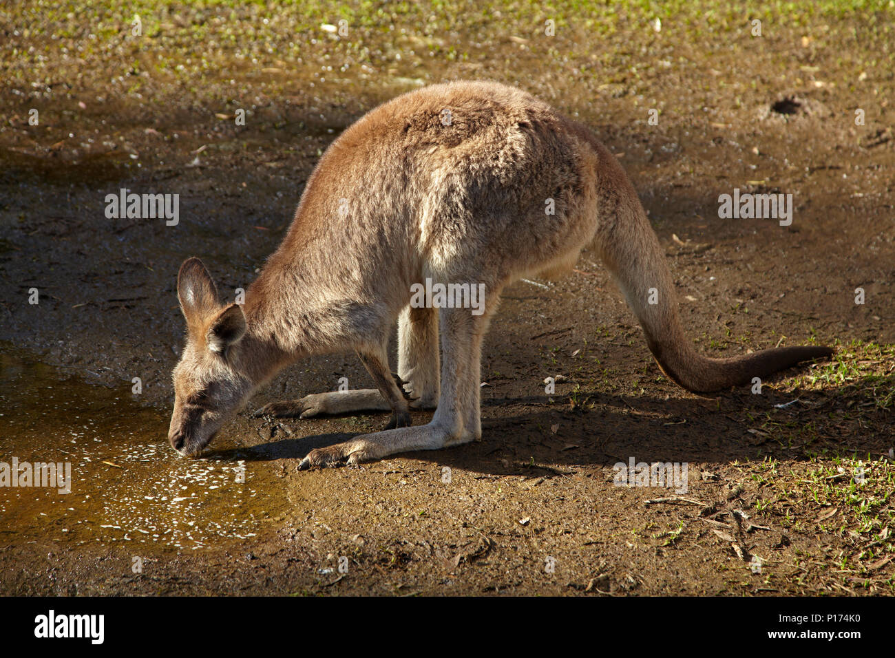 Le kangourou gris (Macropus giganteus), l'Australie Banque D'Images