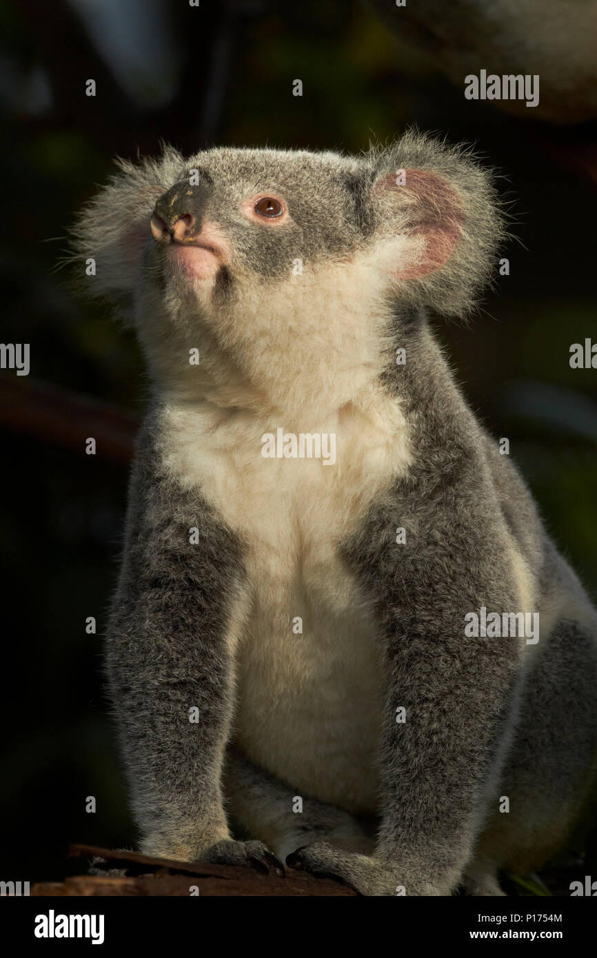 Koala Phascolarctos cinereus, Australie ( ) Banque D'Images