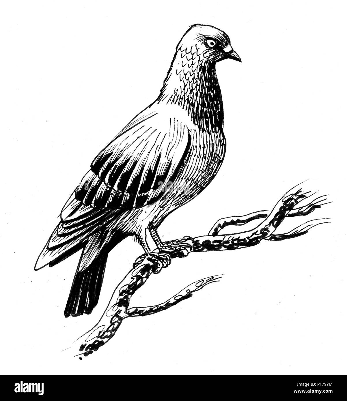 Colombe oiseau posé sur un arbre. Mode d'illustration en noir et blanc Banque D'Images Colombe oiseau posé sur un arbre. Mode d'illustration en noir et blanc Banque D'Images