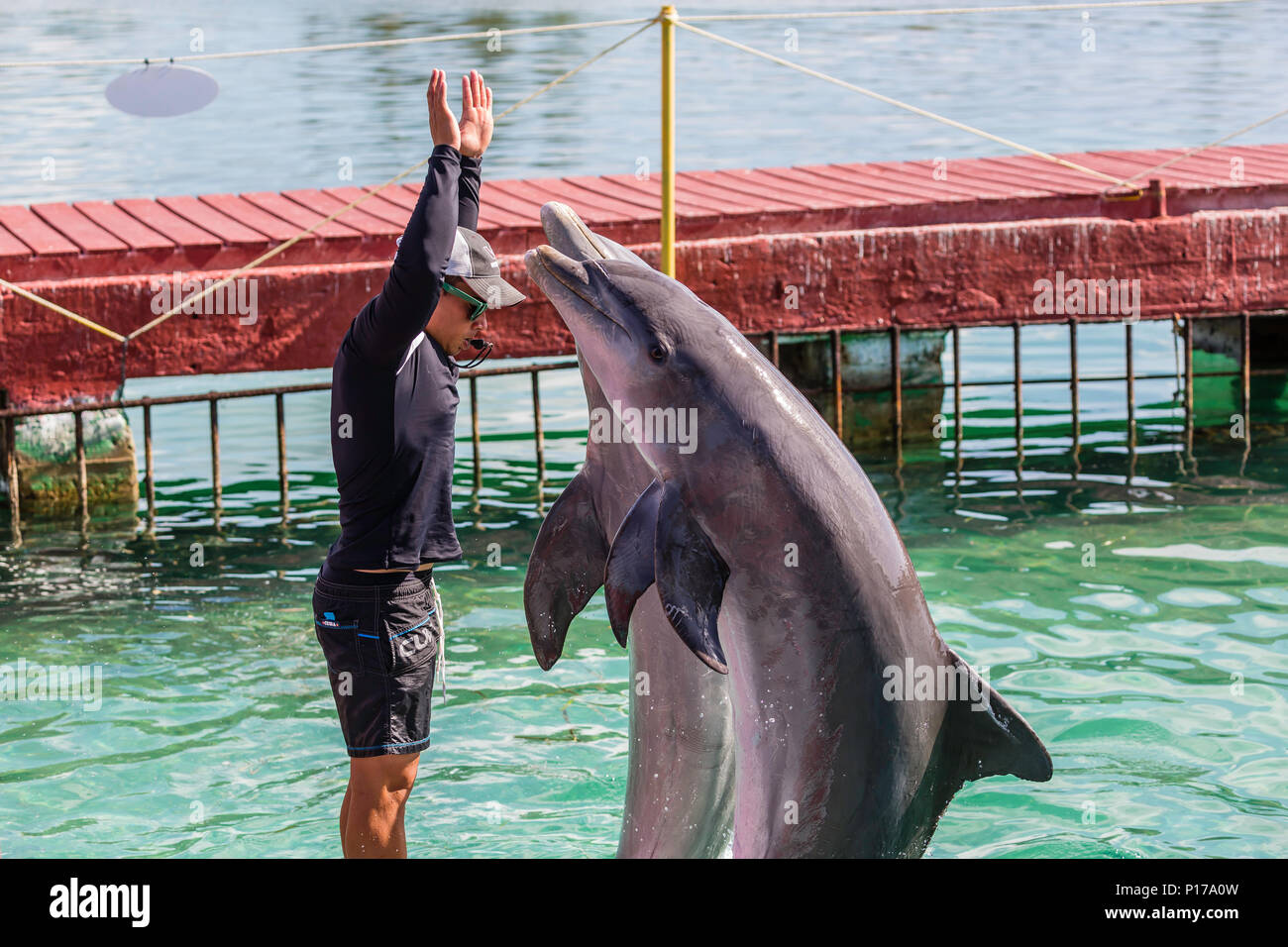 Les grands dauphins en captivité, Tursiops truncatus, effectuer à un spectacle sur Cayo Largo, Cuba. Banque D'Images