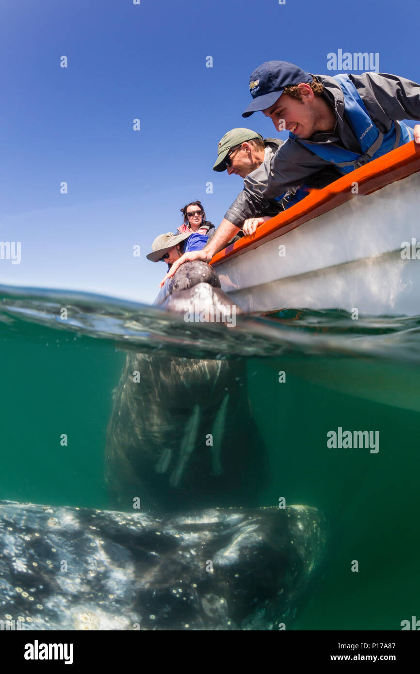 Baleine grise de Californie, veau Eschrichtius robustus, sous l'eau avec les touristes excités dans la lagune de San Ignacio, Baja California Sur, Mexique Banque D'Images