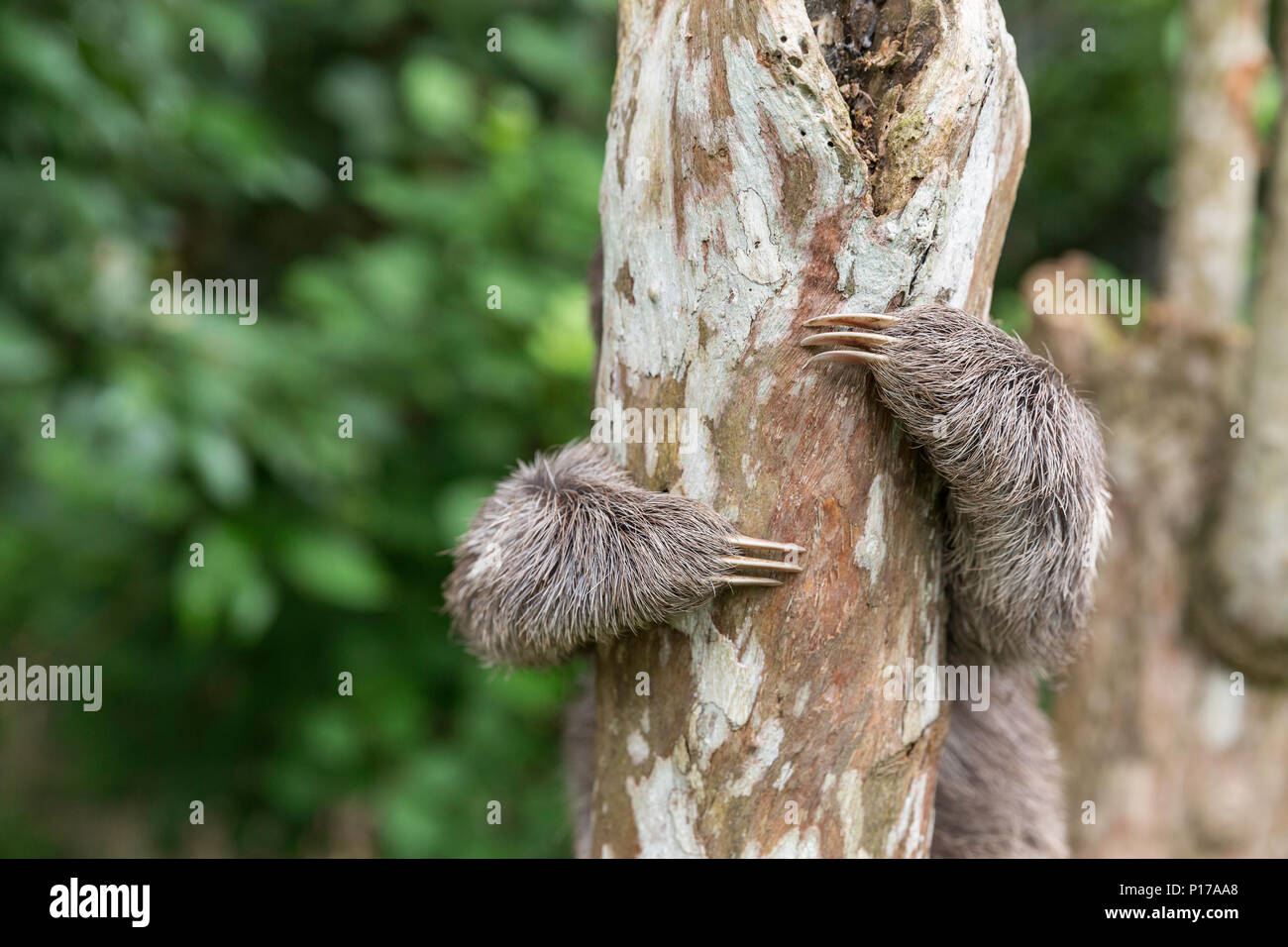 Un 'pet' brown-throated Bradypus variegatus, paresseux, village de San Francisco, Loreto, Pérou Banque D'Images