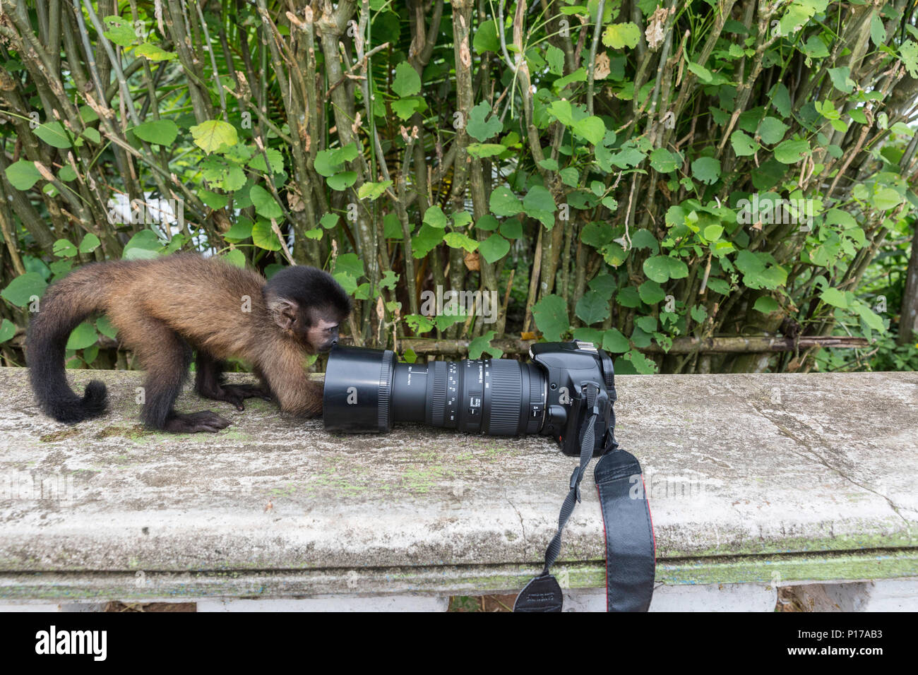 'Pet' en captivité à touffeter, capucin, apella Sapajus, avec appareil photo, village de San Francisco, Loreto, Pérou Banque D'Images
