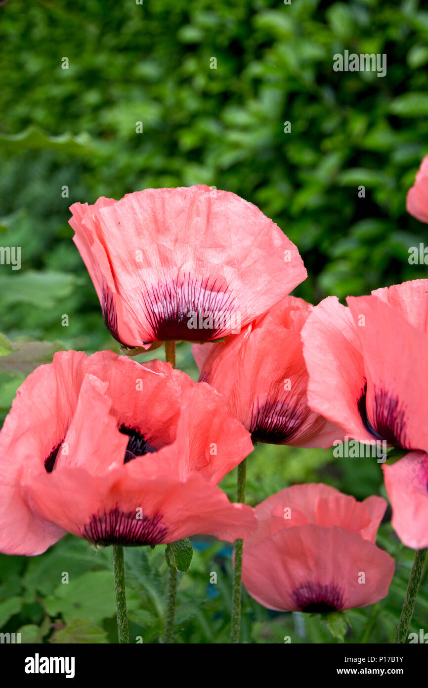 Groupe de jolie rose pavot oriental dans le jardin. Papaver orientale. Pavot oriental rose. Banque D'Images