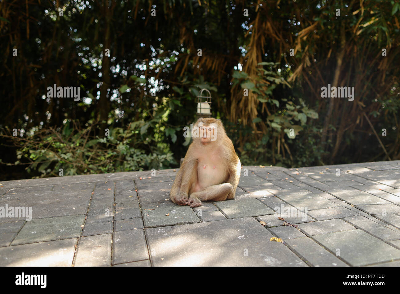 Macaco assis dans un parc, arbres en arrière-plan. Banque D'Images