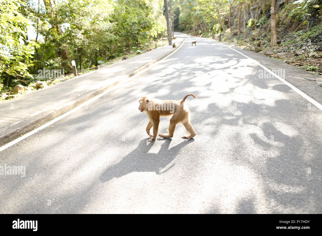 Singe Nice marche sur route dans les rayons du soleil. Banque D'Images