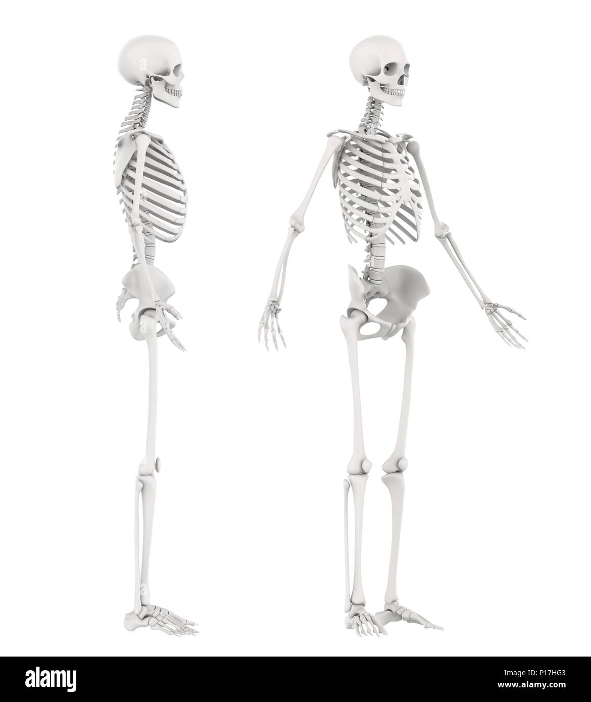 Squelette humain isolé anatomie Banque D'Images