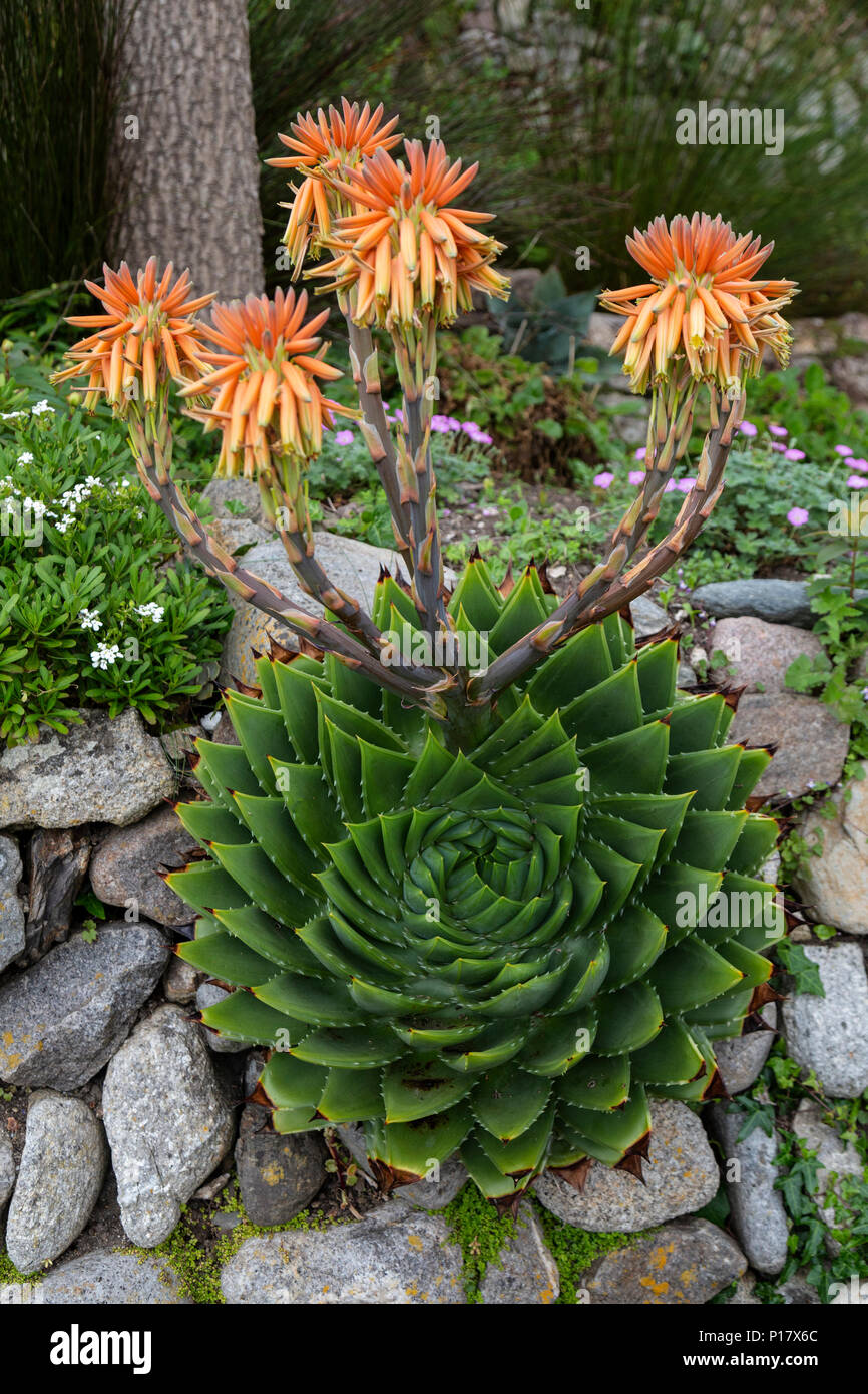 Une plante en spirale d'Aloe Vera, Aloe Polyphylla, avec ses fleurs, cultivent les Cornouailles en Angleterre. Banque D'Images