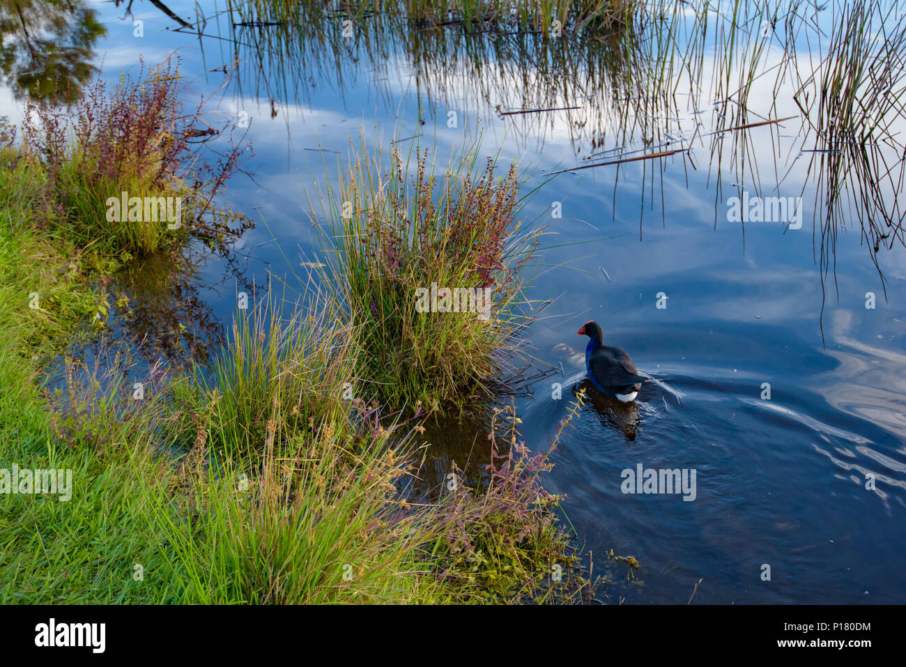 Le Pukeko vie sauvage des oiseaux sur le lac, Nouvelle-Zélande Banque D'Images