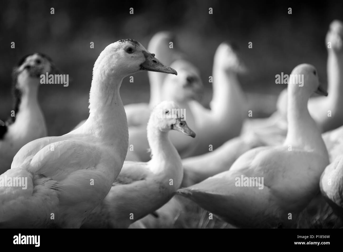 Canard de ferme, le noir et blanc filtre Banque D'Images