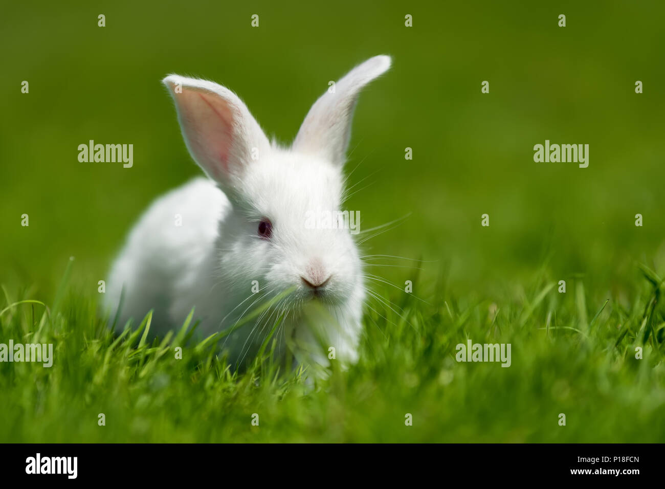 Petit lapin blanc sur l'herbe verte en été 24 Banque D'Images