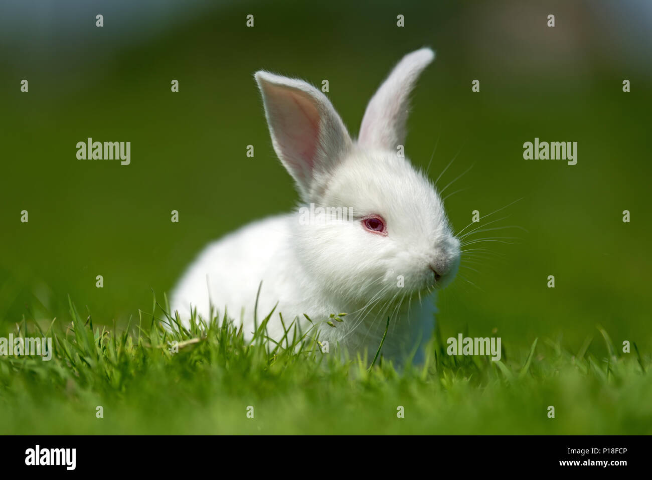 Petit lapin blanc sur l'herbe verte en été 24 Banque D'Images