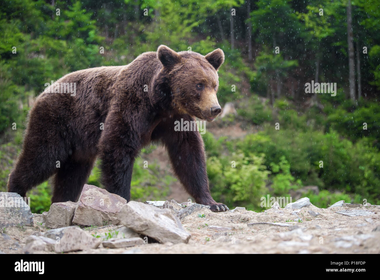 Ours brun européen dans une forêt. Animal sauvage dans la nature habitat Banque D'Images