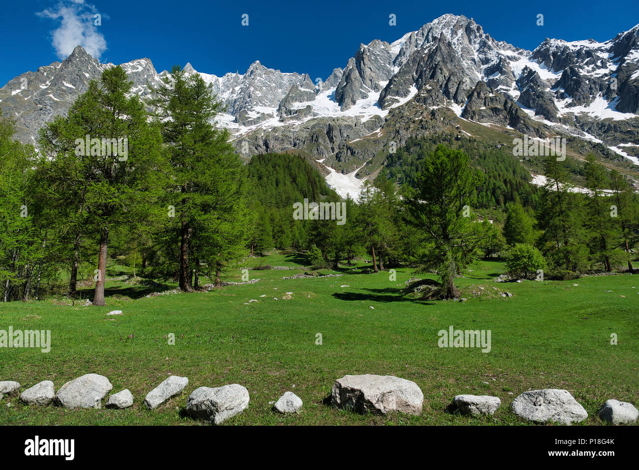 Pré, mélèzes, Forêt, Montagnes de la vallée d'Aoste dans un beau jour de printemps avec ciel bleu en arrière-plan Banque D'Images