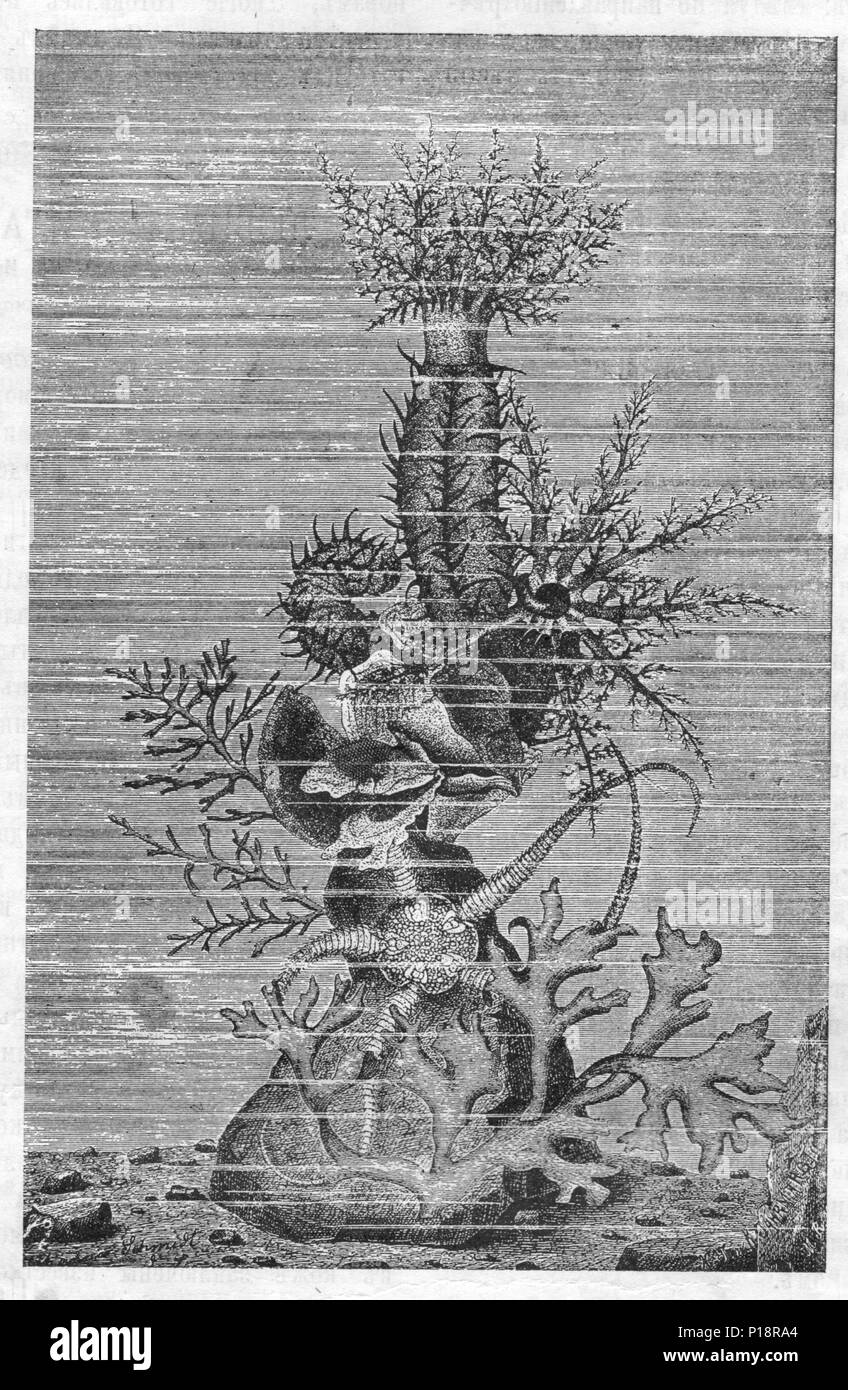Les concombres de mer Vintage engraved illustration. Publié dans la revue en 1900. Banque D'Images