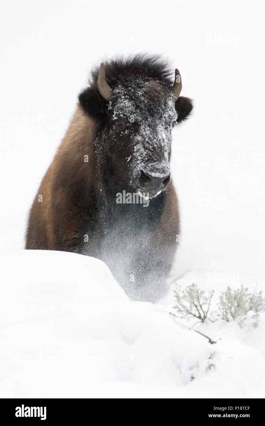 Bison d'Amérique / Amerikanischer ( Bison bison bison ) en hiver, briser une petite colline de neige pelucheuse, frontal tourné, Yellowstone Nationa Banque D'Images