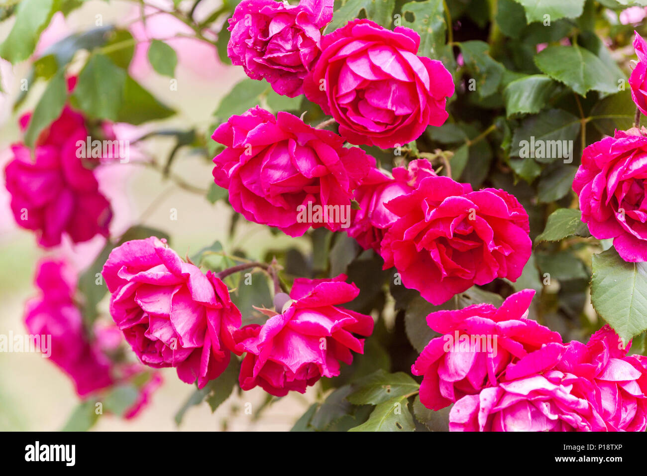 Roseraie grimpée rose, Rosa ' Blaze ' Banque D'Images