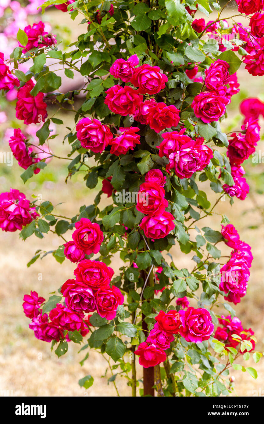 Roseraie grimpée rose, Rosa ' Blaze ' Banque D'Images