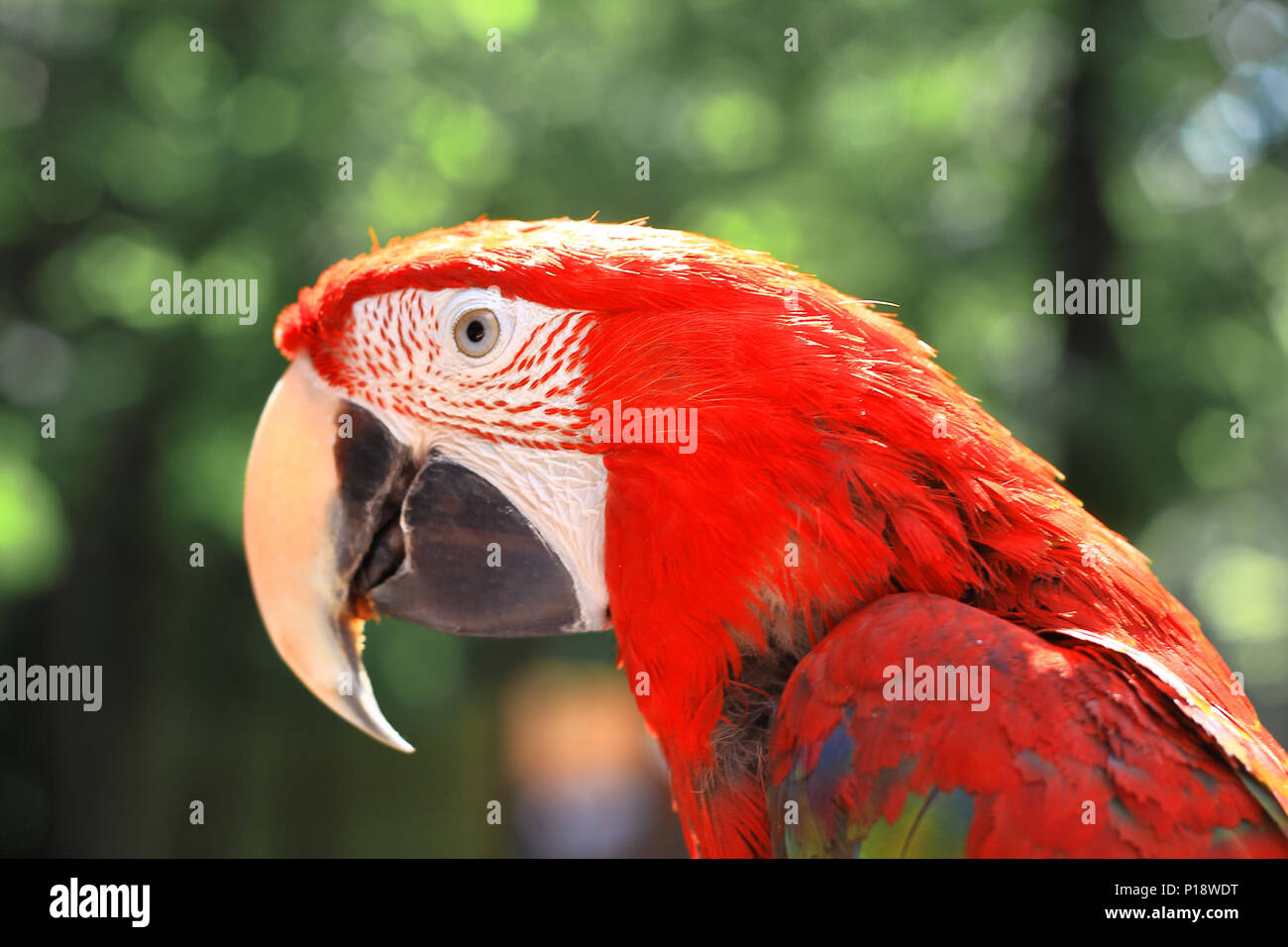 À Tête Bleue Banque d'image et photos Alamy