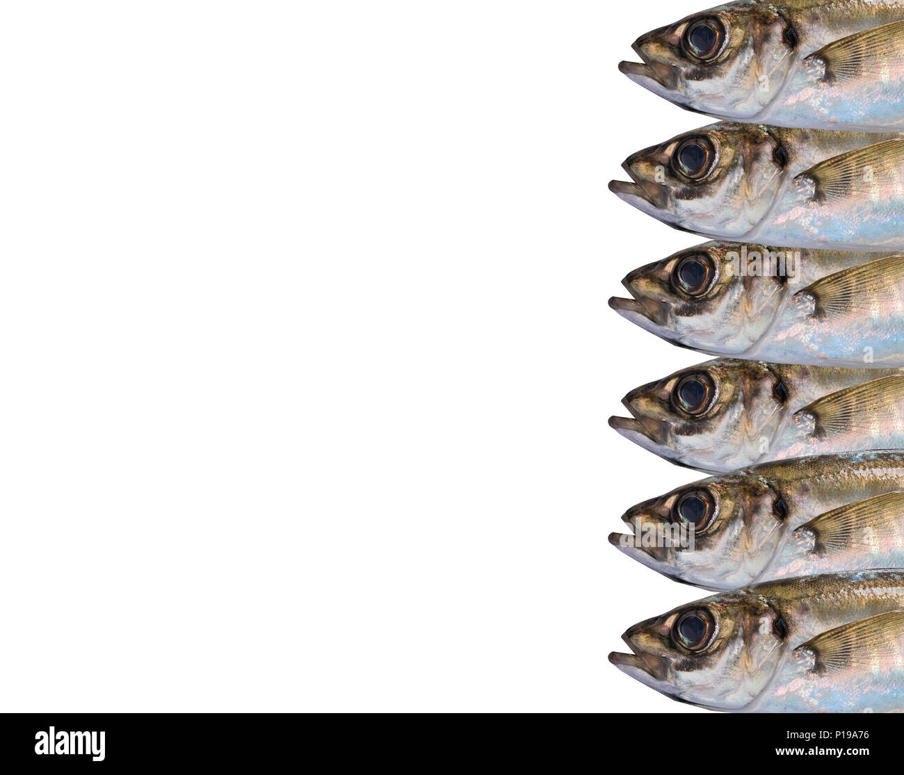 chinchard Banque D'Images