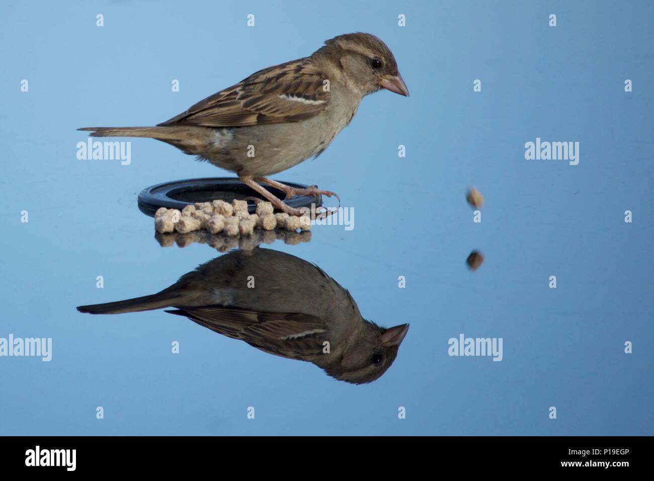 La réflexion tout en mangeant Sparrow Banque D'Images