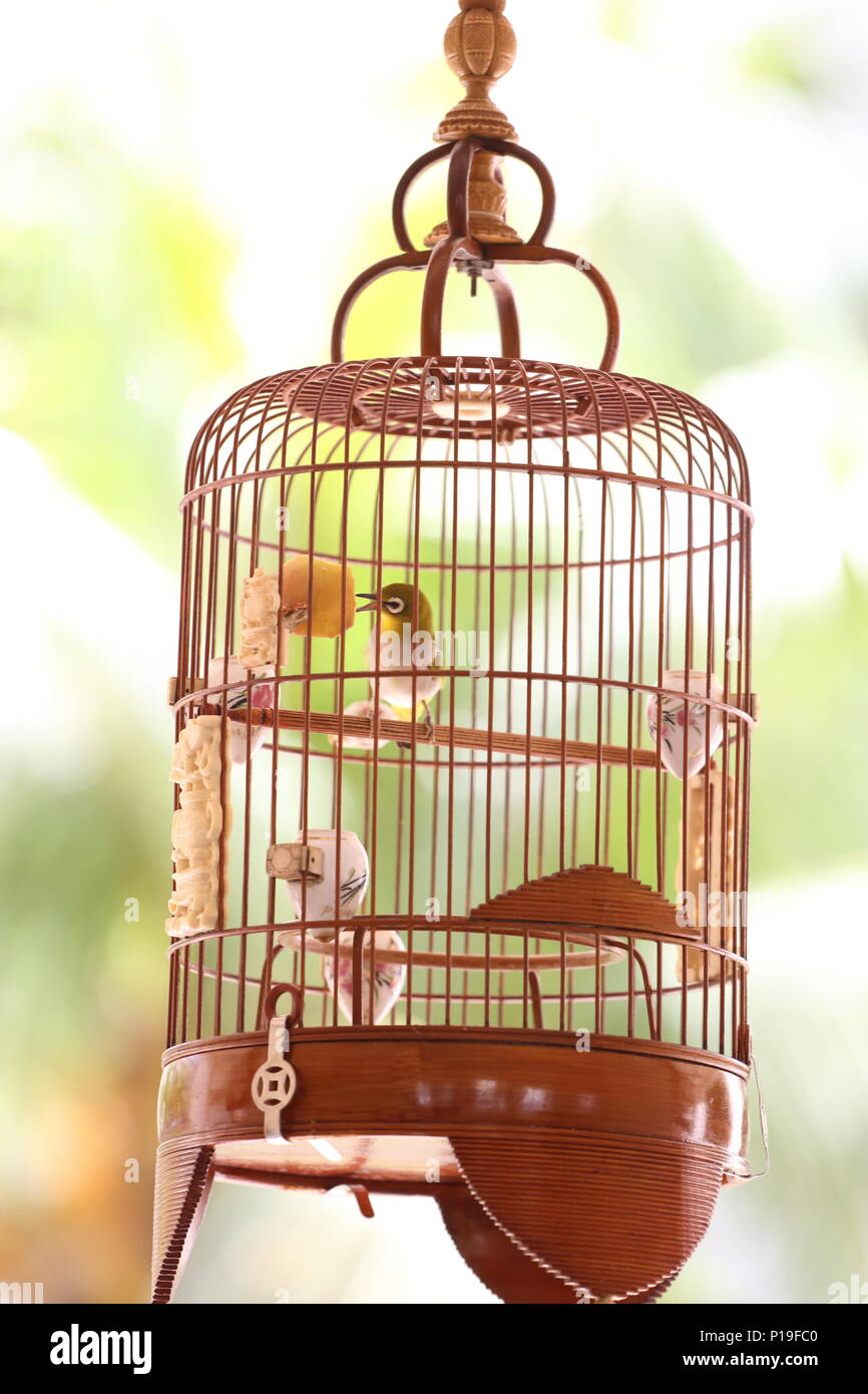 Club oiseau cage Banque de photographies et d'images à haute résolution -  Alamy