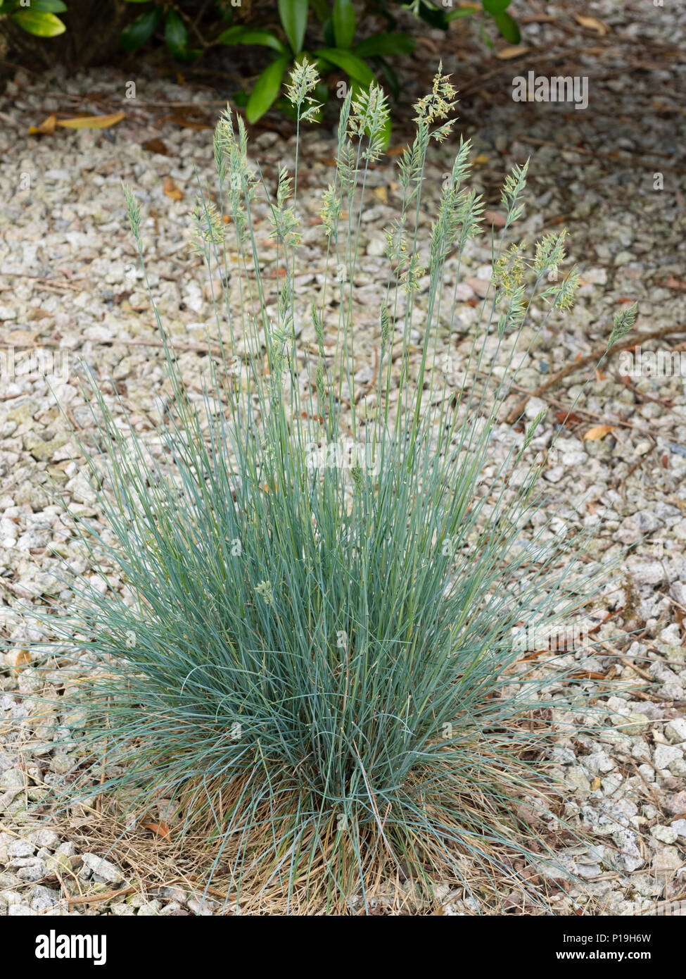 Feuillage bleu fleurs ornementales et chefs de l'herbe, en coussin hardy Festuca glauca 'Elijah Blue' Banque D'Images