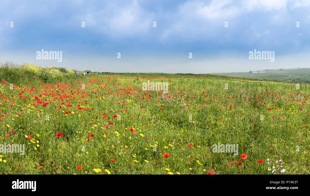 Une vue panoramique de fleurs sauvages poussant dans un champ à champs arables Projet sur West Pentire à Newquay en Cornouailles. Banque D'Images