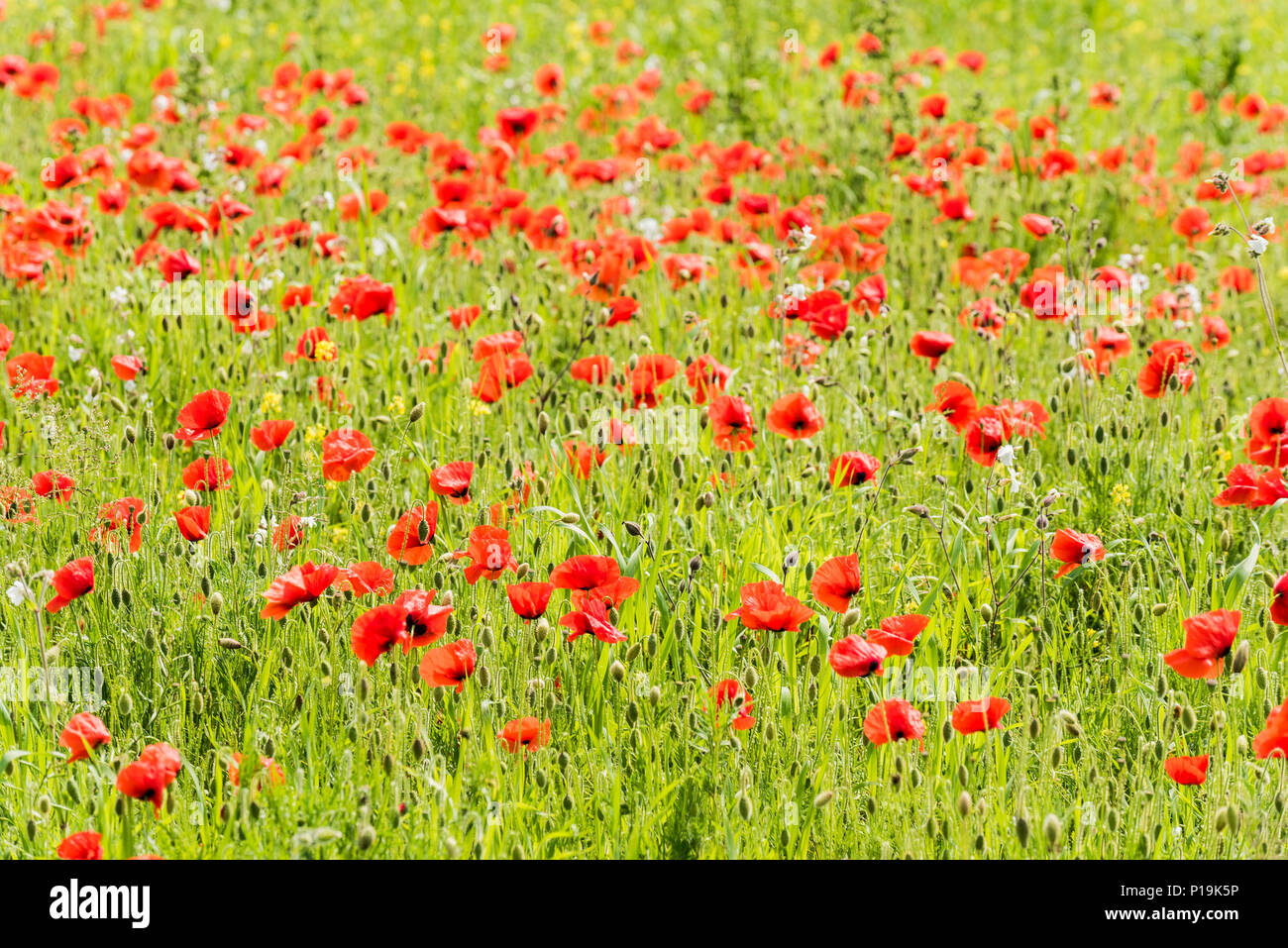 Coquelicot Papaver rhoeas poussant dans un champ au champs arables Projet sur West Pentire à Newquay en Cornouailles. Banque D'Images