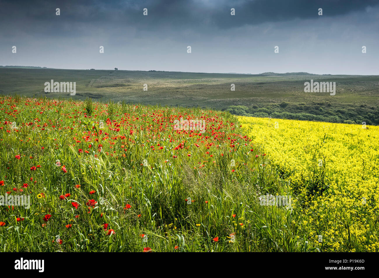 Fleurs sauvages colorées poussant dans un champ à champs arables Projet sur West Pentire à Newquay en Cornouailles. Banque D'Images