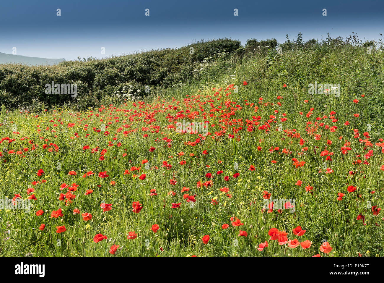 Fleurs sauvages poussant dans un champ au champs arables Projet sur West Pentire à Newquay en Cornouailles. Banque D'Images