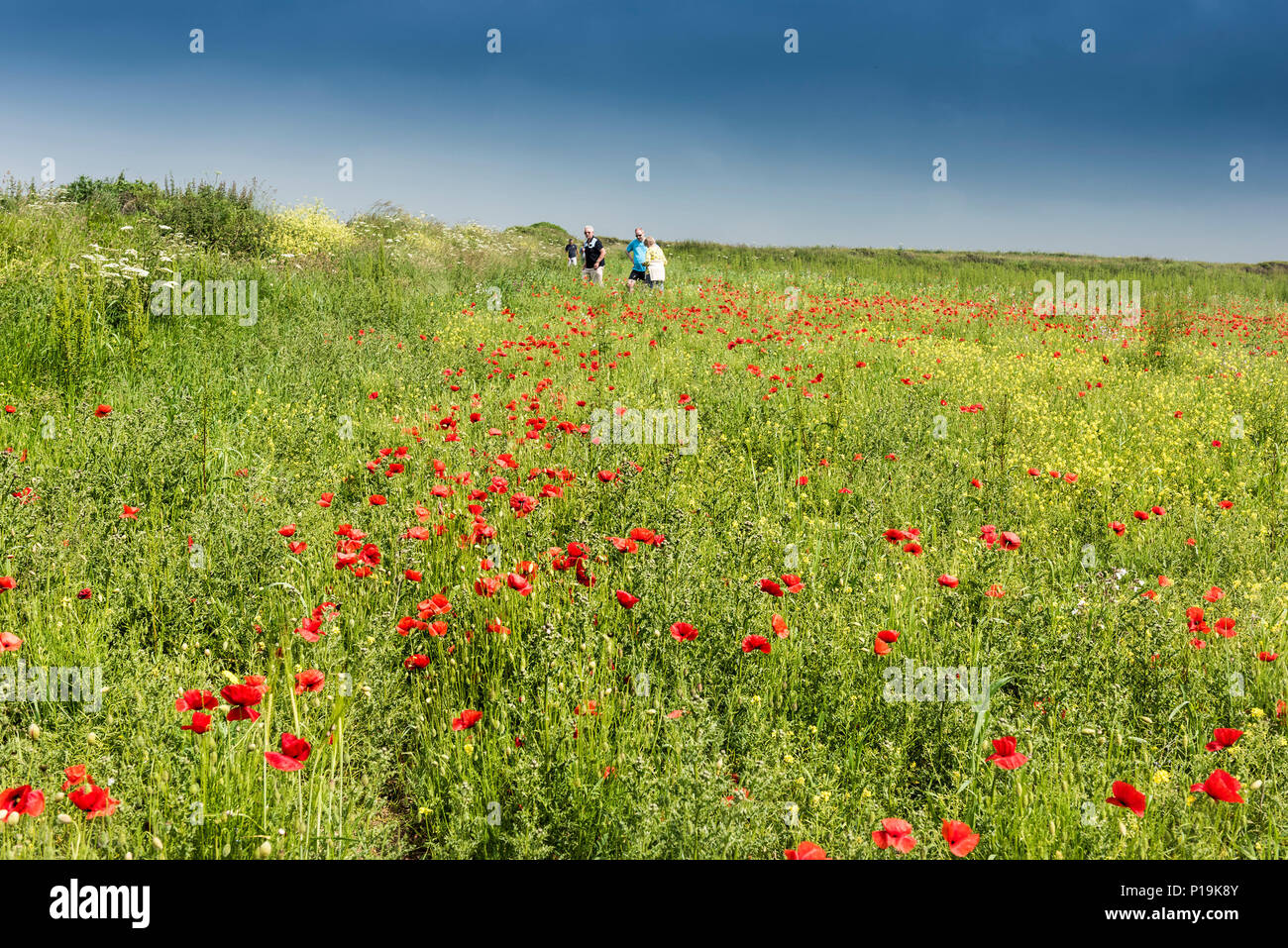 Fleurs sauvages colorées poussant dans un champ au champs arables Projet sur West Pentire à Newquay en Cornouailles. Banque D'Images