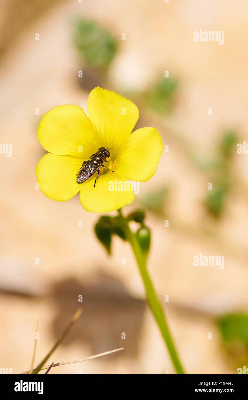 Détail macro d'une mouche sur un bois africain-sorrel (Oxalis pes-caprae) fleur jaune dans le Parc Naturel de Ses Salines (Formentera, Iles Baléares, Espagne) Banque D'Images