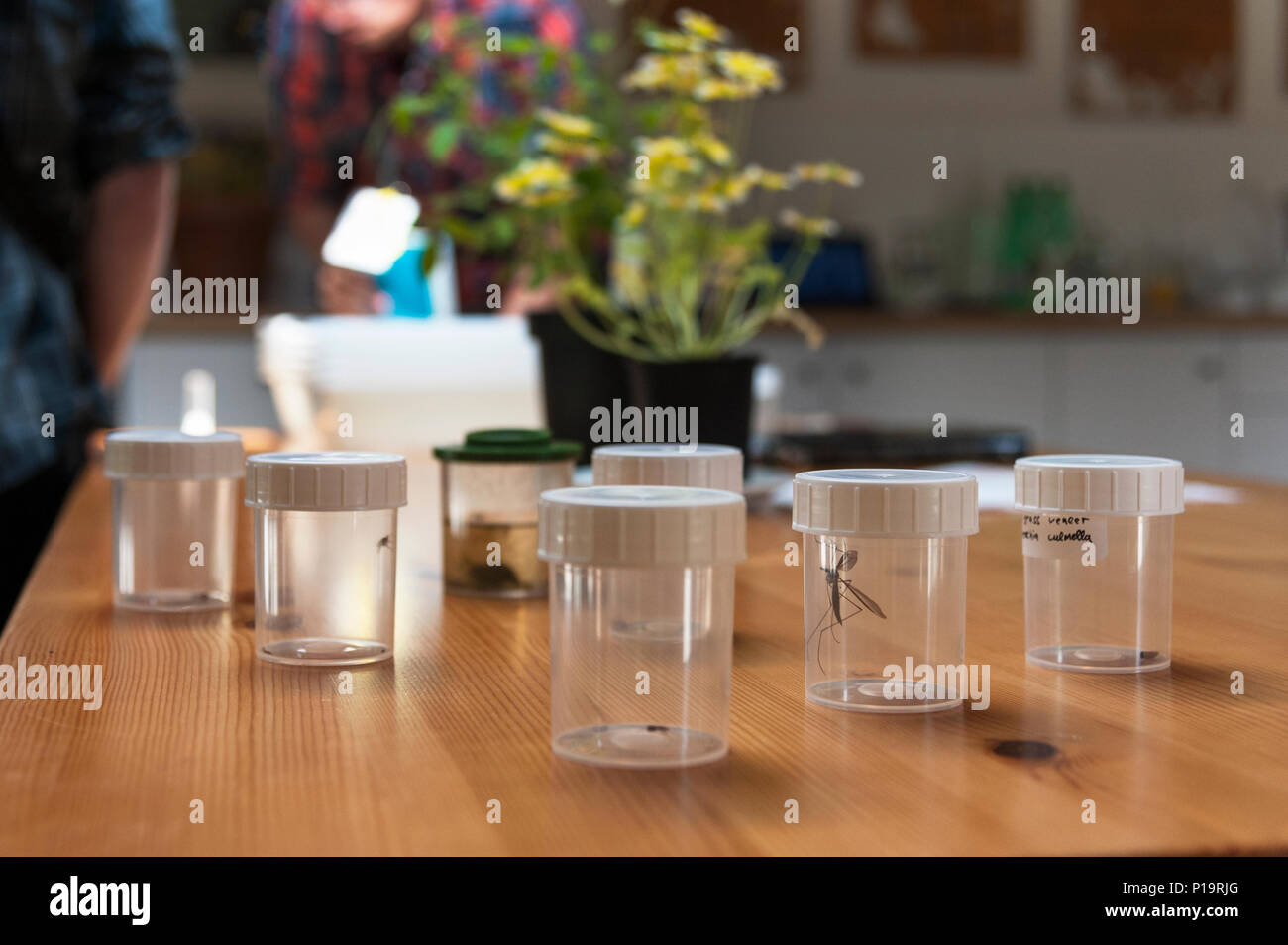 Les insectes dans le modèle de pots, bioblitz. Banque D'Images