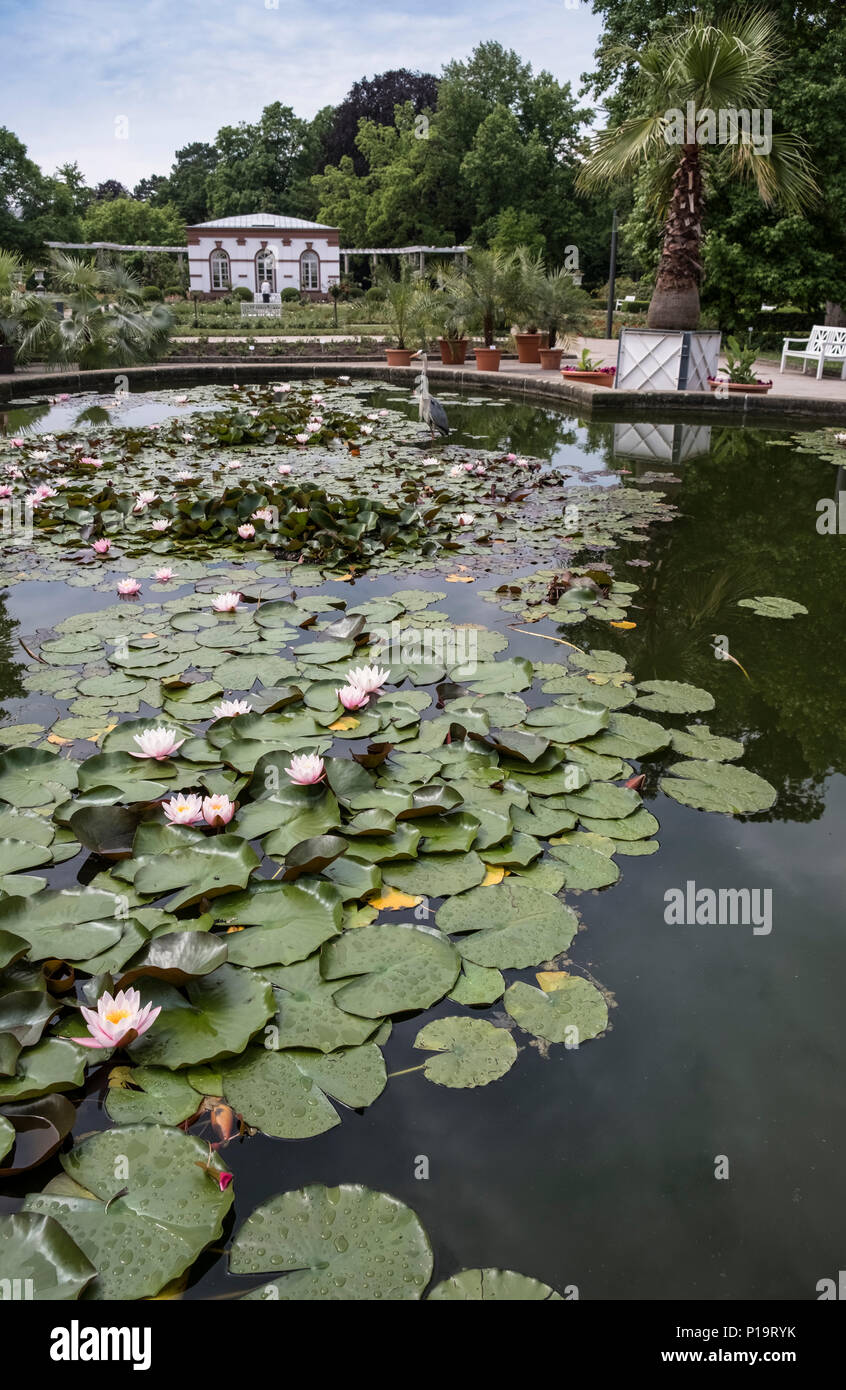 Lily Palmengarten étang, un jardin botanique dans le quartier ouest sud district de Frankfurt am Main, Hesse, Allemagne.étang Banque D'Images