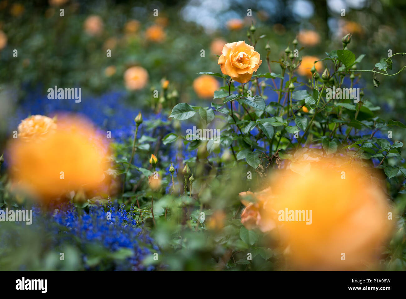 Orange rose en fleurs dans le jardin un jour d'été Banque D'Images