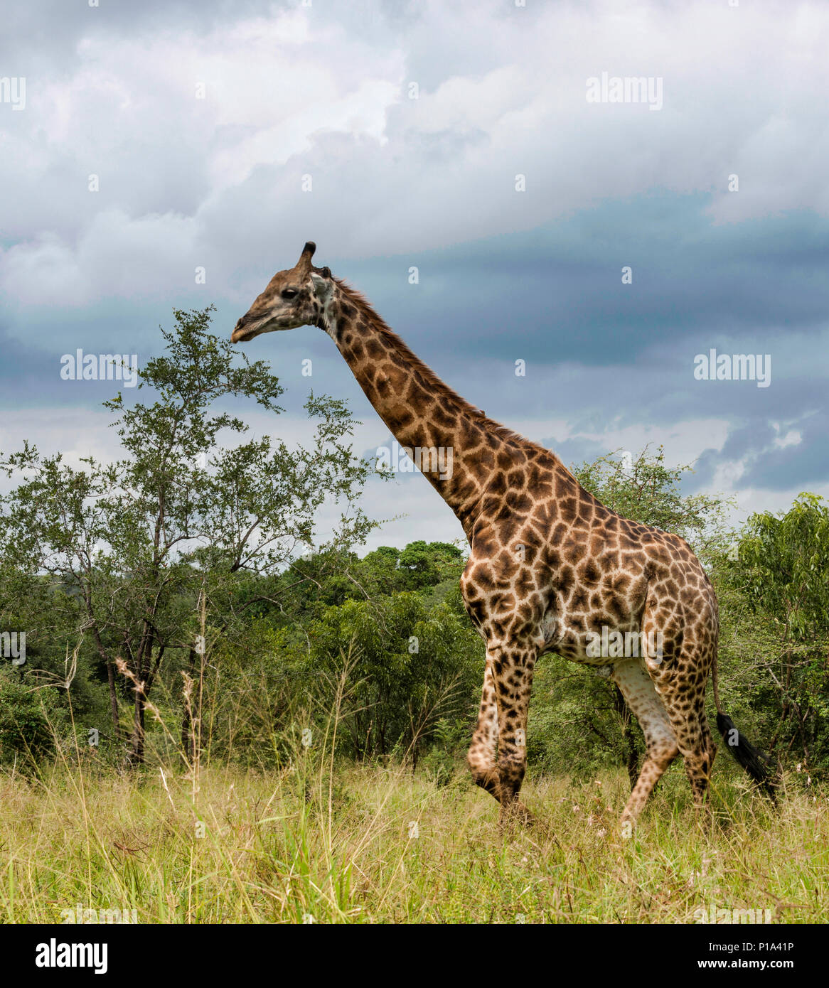 Girafe dans kruger national park lors d'un safari en Afrique du Sud Banque D'Images